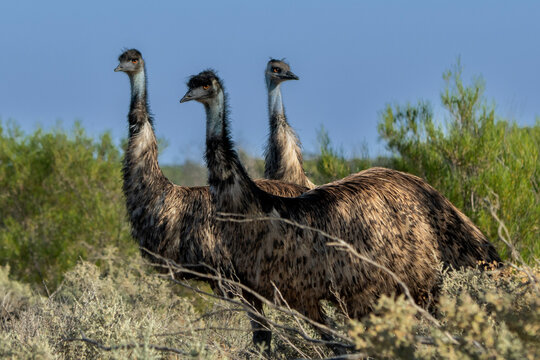 3 Emus รูปภาพEmus – เลือกดูภาพถ่ายสต็อก เวกเตอร์ และวิดีโอ53,047 | Adobe Stock