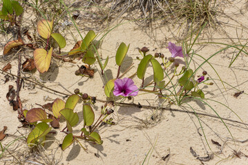 Ipomoea pes-caprae, une convolvulacée présente sur les plages australiennes avec ses longues tiges et es  joiies fleurs . © Gervaisal91