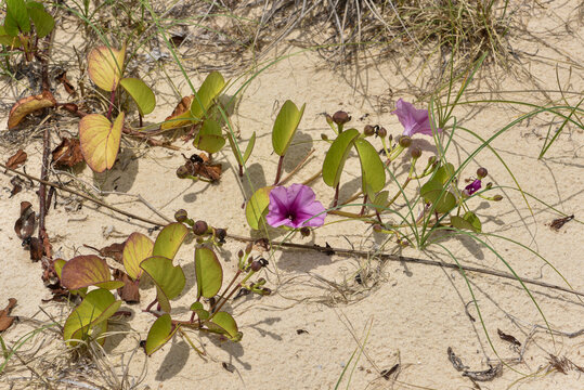 Ipomoea pes-caprae, une convolvulacée présente sur les plages australiennes avec ses longues tiges et es  joiies fleurs .