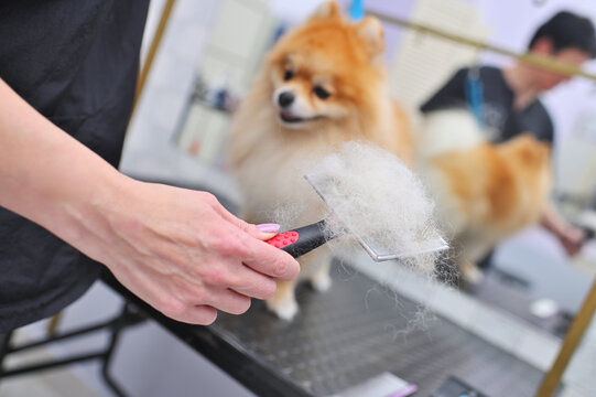 A grummer combs the wool of a Pomeranian with a brush.