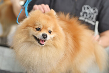 A grummer combs the wool of a Pomeranian with a brush.