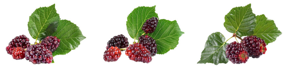 Photo mulberry fruit with green leaf isolated on white background