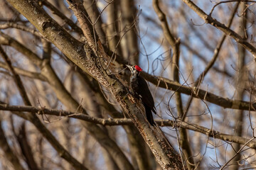 Pileated Woodpecker looking for grubs in a tree trunk
