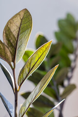 Close up of green leaves on a blurred background, Zamioculcas Zamiifolia Black, potted house plant with black leaves background with copy space.
