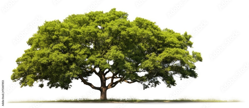 Poster isolated tree for design purposes cut out from a natural setting suitable for various design project