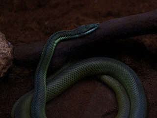 a venomous snake