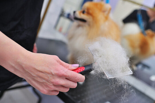 grummer combs the wool of a Pomeranian with a brush. Dog Care