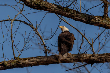 Bald Eagle watches the sky while perched on a tree branch