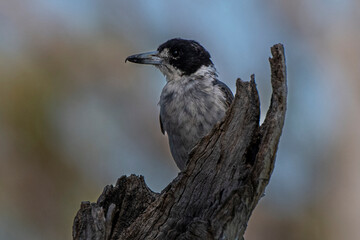 Grey Butcherbird