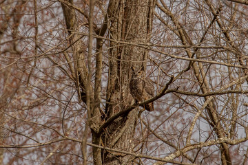 Great-horned Owl perched on a tree branch deep in the woods