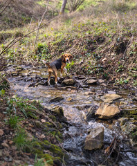 dog on the ground walking in a river