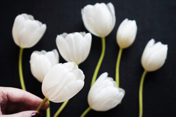 White tulip in a woman's hand over white tulips on a dark background