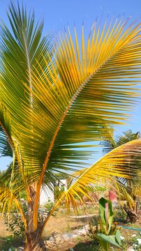 palm trees on the beach. palm tree in the sun and blue sky. green palm tropical landscape. travel. summer. vocation relax time. 
