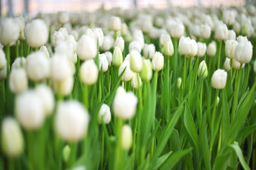 beautiful white peony-shaped tulips close-up in the greenhouse for tulip holidays close-up. Spring Festival