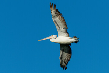 Pelican in Flight