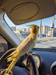 Bird in the car.Parrot driver.Cockatiel parrot sits on the steering wheel of a car.Traveling with a pet.Cute bird.Cockatiel is a pet.Cute cockatiel.Home pet parrot.Ornithology.Funny parrot.pet care.