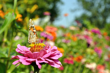close-up of butterfly on the Zinnia at the meadow   in summer day