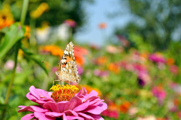 close-up of butterfly on the Zinnia at the meadow   in summer day