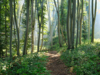 Footpath through Natural Forest of Beech Trees with Sunbeams through Morning Fog - 753622049