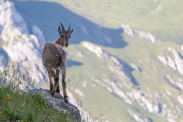 Female Alpine ibex standing on a rock