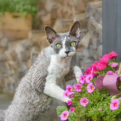 Devon Rex bicolor cat playing with pink flowers outside in a garden, looking curiously with wonderful colored eyes