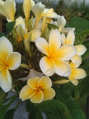 frangipani plumeria flower