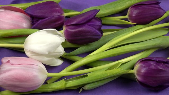 Heap of purple, white and pink tulips as floral backgrounds.. Tulips lie on a purple textile, background