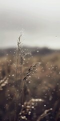 Grassy field with abundance of grass