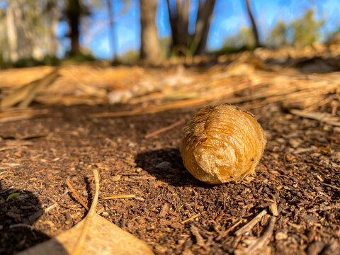 praying mantis cocoon ootheca on the forest ground