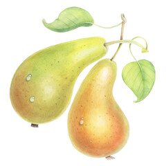 This delightful illustration features two adorable pears, each adorned with glistening water drops, created in a charming hand-drawn watercolor style. 