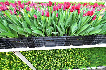 red unopened tulips in a greenhouse against the background of agro-industrial equipment.