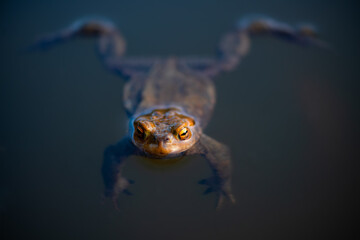 True toad swimming laid back in its breeding pond in Germany, macro close up. The common toad (Bufo...