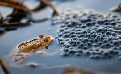 Common toad (Bufo bufo) swimming in a pond with spawn of frogs. Toads are amphibious frogs but they...