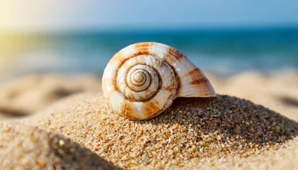 Poster seashell on clean sand of beach close up beach sand texture beach sand texture in summer sun © Ryan
