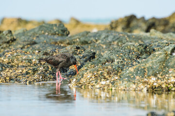 Black oystercatcher (Haematopus bachmani), a medium-sized bird with dark plumage and a red beak,...
