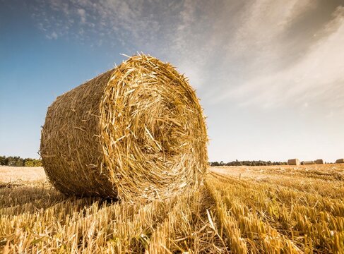  Bale of straw in stubble field on sunny day