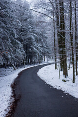 Ein Waldweg zwischen verschneiten Bäumen im Winter