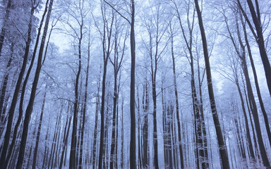 Fototapeta premium Verschneite Bäume stehen nebeneinander in einem eisigen Wald