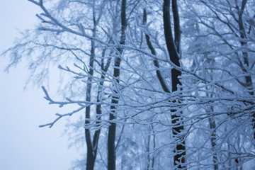 Gefrorene Äste mit Eis umzogen