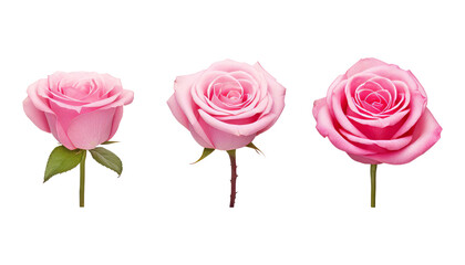pink roses isolated on transparent background cutout