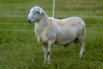 Obraz premium Gorgeous Katahdin sheep ram on a rotational passock