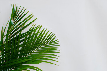 a pile of green palm leaves on a white background with copy space. designed for Palm Sunday greeting illustration. Palm leaves on a white background. Illustration for Palm Sunday. Palm leaves.