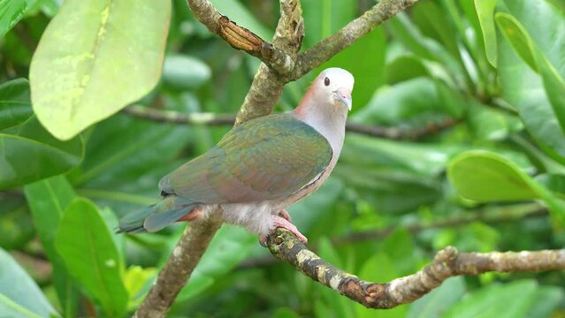 The green imperial pigeon (Ducula aenea) bird