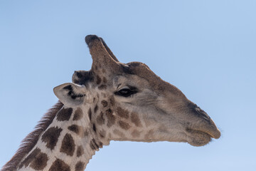 Naklejka premium Telephoto shot of an Angolean Giraffe in Etosha Naitonal Park, Namibia.