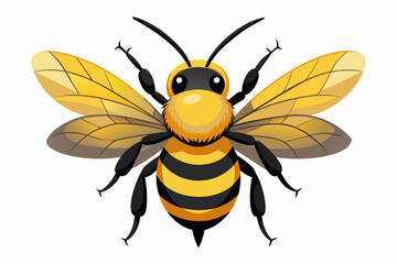 bumble bee isolated on white background 