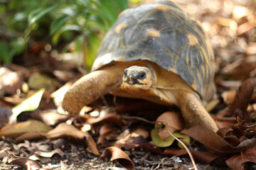 Portrait of radiated tortoise,The radiated tortoise eating flower ,Tortoise sunbathe on ground with his protective shell ,cute animal ,Astrochelys radiata ,The radiatedtortoise from Madagascar