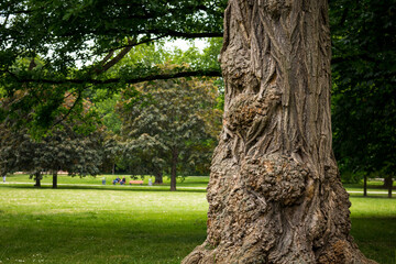 Dicker Baumstamm in einem Park