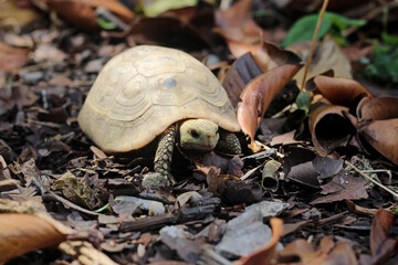 Elongated tortoise in the nature, Indotestudo elongata ,Tortoise sunbathe on ground with his protective shell ,Tortoise from Southeast Asia and parts of South Asia ,High yellow Tortoise

