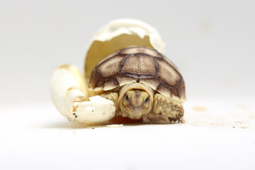 Cute small baby African Sulcata Tortoise in front of white background, African spurred tortoise...