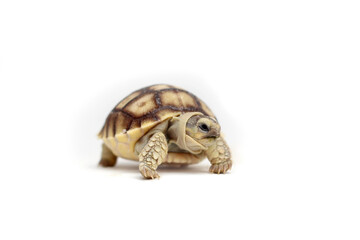 Obraz premium Cute small baby African Sulcata Tortoise in front of white background, African spurred tortoise isolated white background studio lighting,Cute animal